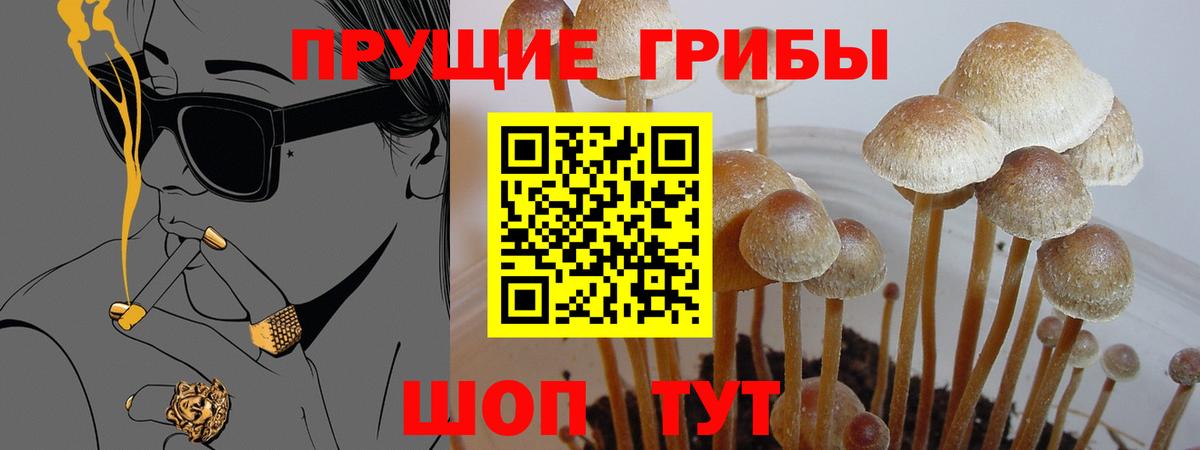 Псилоцибиновые грибы Cubensis  Вход с VPN  купить наркотики цена  Шадринск 